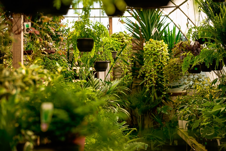 Indoor plants at Wishing Well Nursery in Silvan