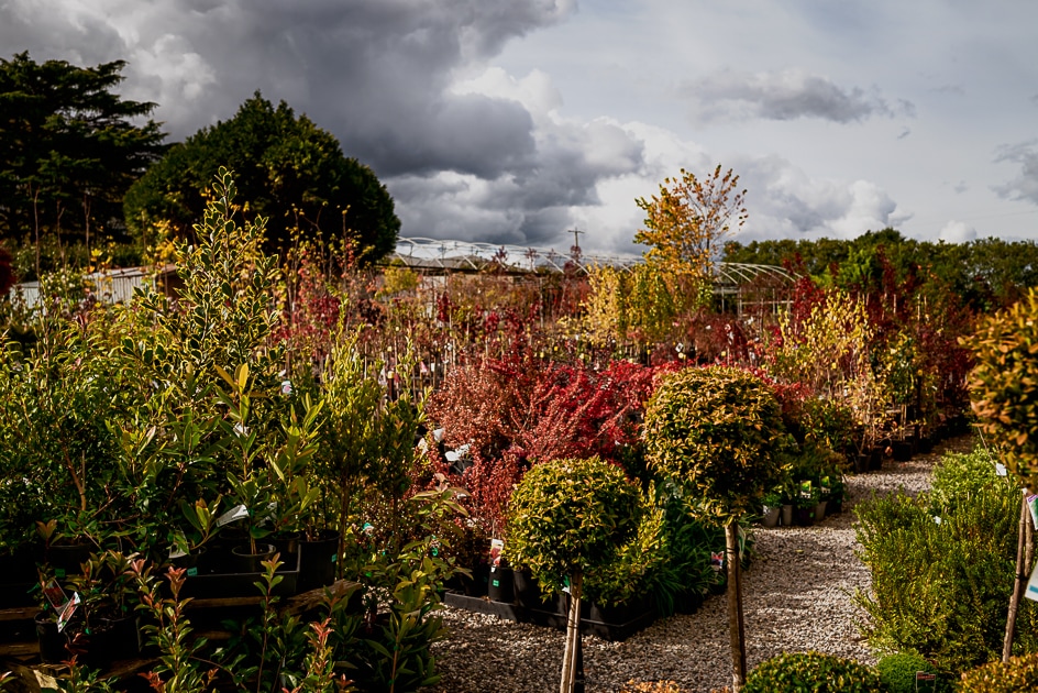 Trees and feature plants at nursery in Silvan