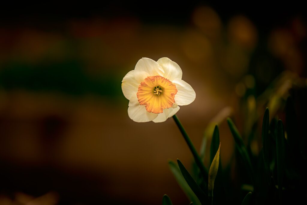 Close up of a single daffodil in flower.