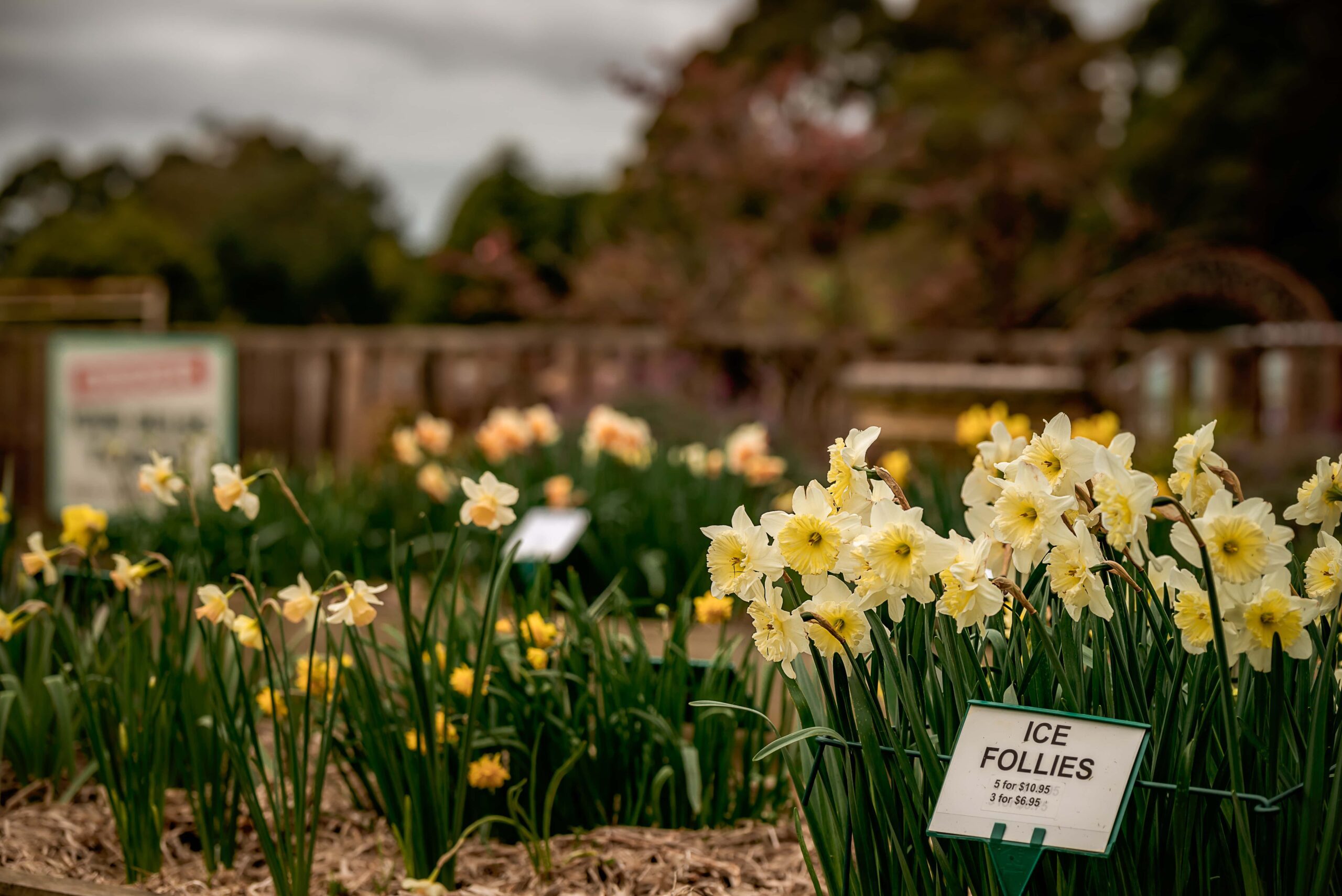 Display Garden at Hancock's Daffodils