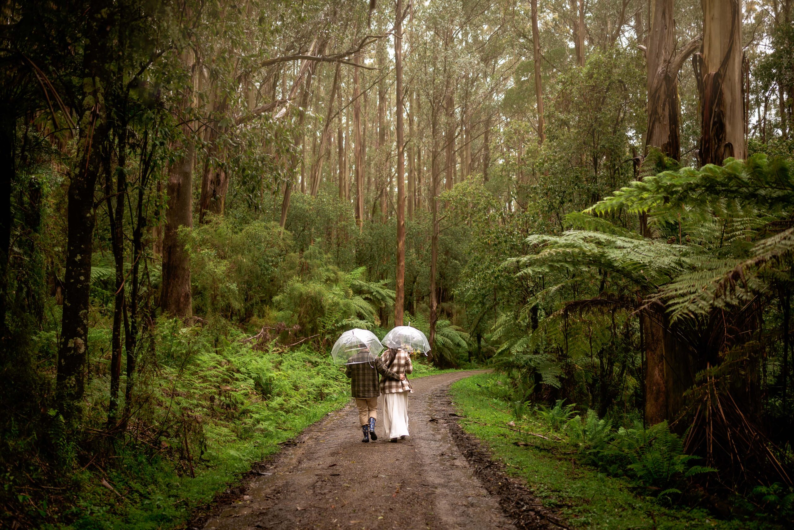 Couple with umbrellas walking down forest path with ferns and gum trees on the way to their forest wedding
